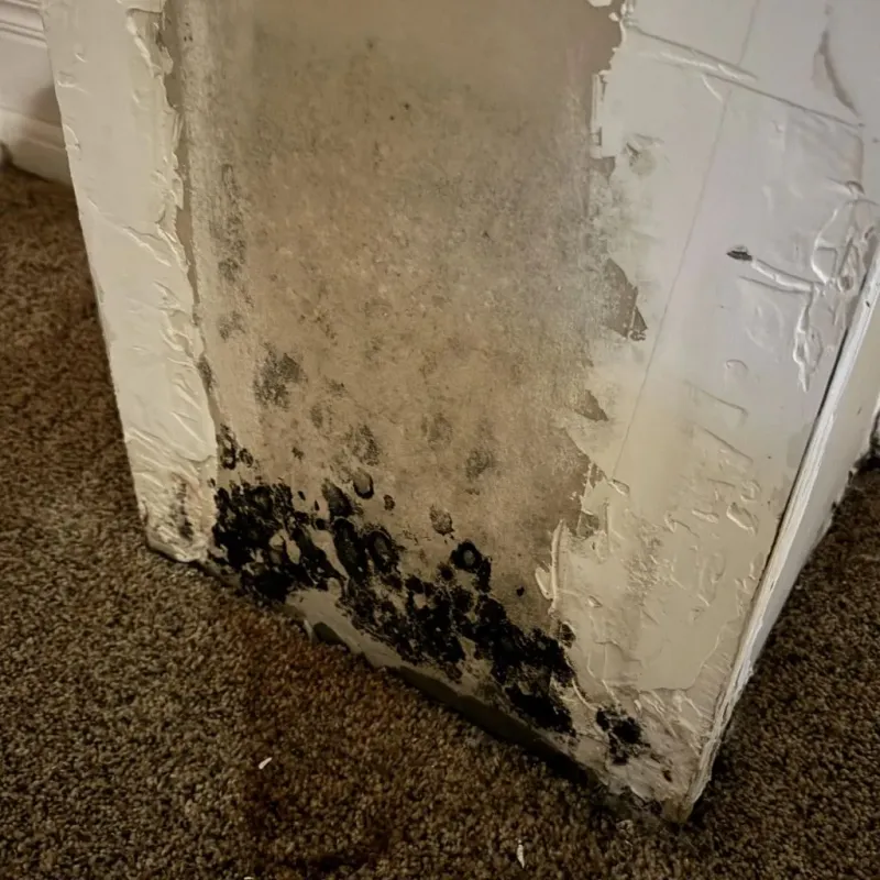 Professional Mold Removal in Logan, IA